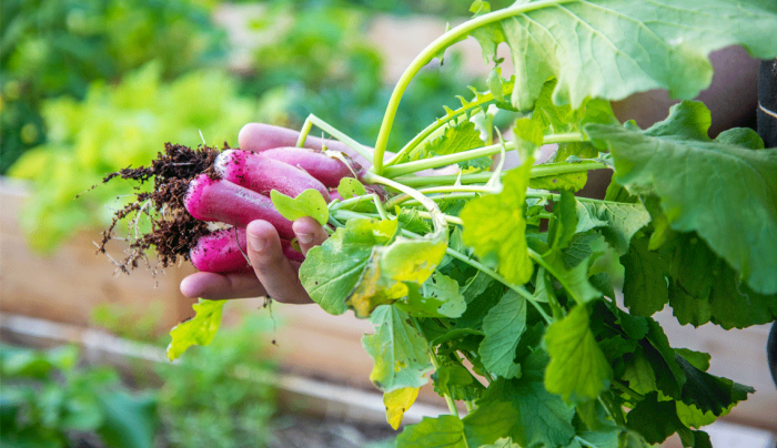 3 Simple Steps to Start a Community Garden