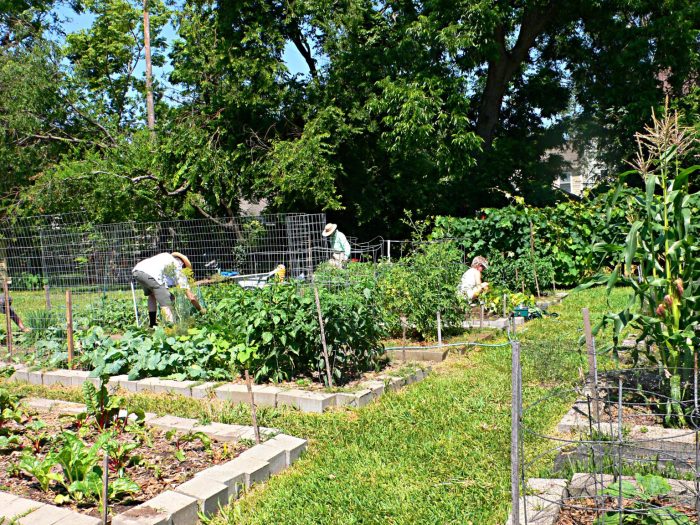 3 Simple Steps to Start a Community Garden